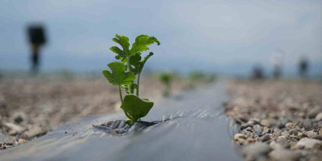 Tadı ve aroması fark yaratıyor! 2026’da 240 binden fazla üretim hedefleniyor 8
